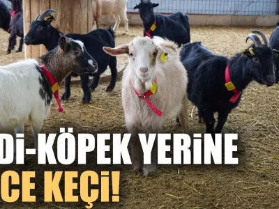 Kedi ve Köpeğe Rakip Çıktı: Sevimli Cüce Keçiler