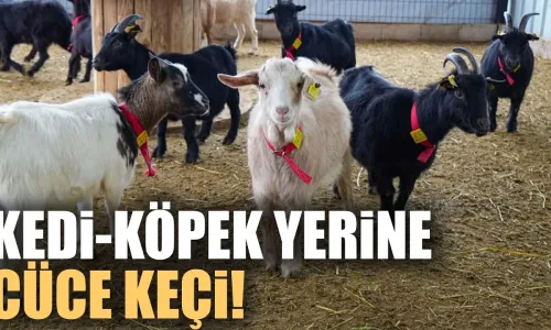 Kedi ve Köpeğe Rakip Çıktı: Sevimli Cüce Keçiler