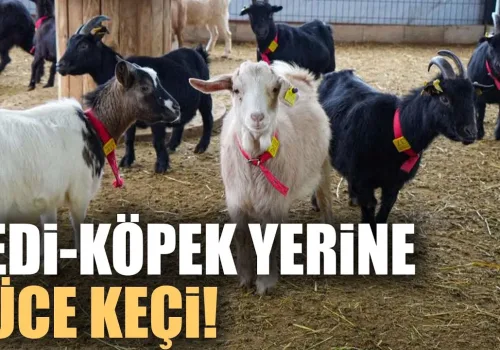 Kedi ve Köpeğe Rakip Çıktı: Sevimli Cüce Keçiler