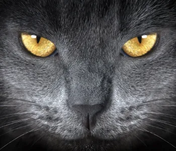 Kediler Erkeklere Özel Strategi Kullanıyor