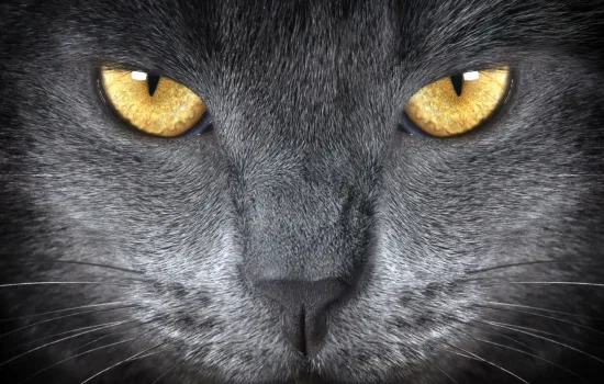 Kediler Erkeklere Özel Strategi Kullanıyor