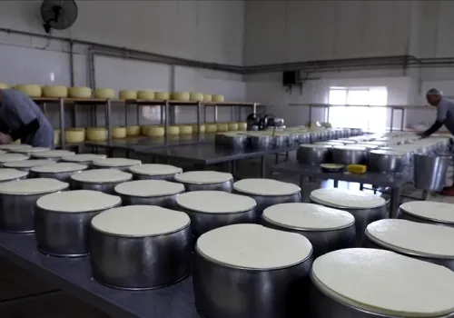 Kırklareli Süt Ürünleri 17 Ülkede Sofralarda