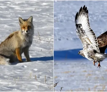 Kızıl Tilki ve Paçalı Şahin