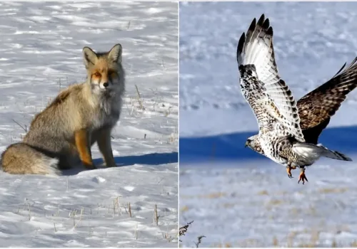 Kızıl Tilki ve Paçalı Şahin