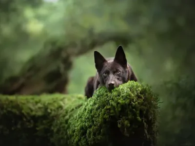 Köpekler ve Doğa: Karbon Ayak İzi Tartışması