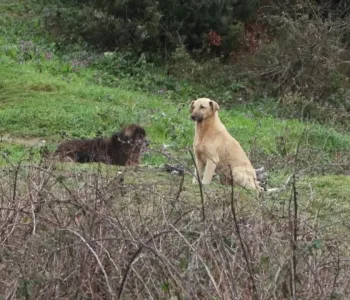 Küçük Şirin Başıboş Köpeklerin Hedefi Oldu
