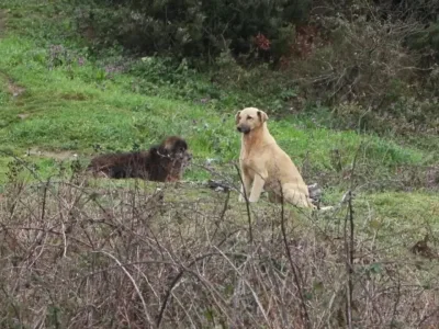 Küçük Şirin Başıboş Köpeklerin Hedefi Oldu