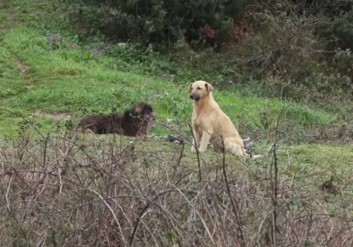 Küçük Şirin Başıboş Köpeklerin Hedefi Oldu