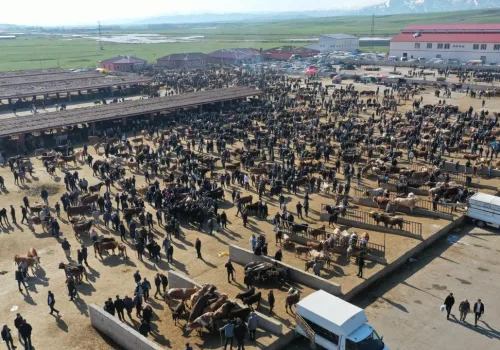 Kurban Bayramı Öncesi Ağrı'da Hayvancılık Hareketliliği
