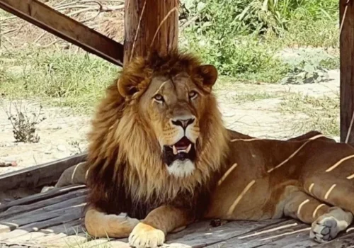 Manavgat’ta Kaçan Aslan Dehşet Saçtı: 1 Yaralı