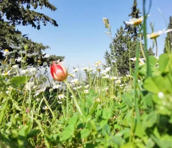 Manisa Lalesi Açtı