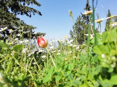 Manisa Lalesi Açtı
