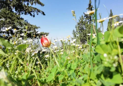 Manisa Lalesi Açtı