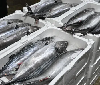 Marmara Denizi'nde Torik Bolluğu