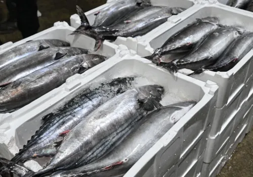 Marmara Denizi'nde Torik Bolluğu
