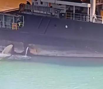 Mersin'de Denizi Kirleten Gemiye 13 Milyon TL Rekor Ceza