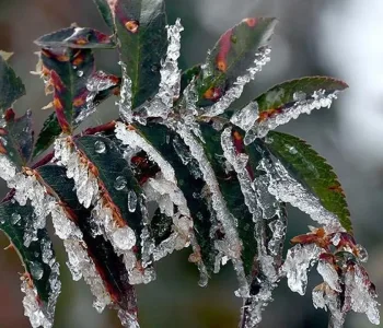 Meteoroloji’den Zirai Don Uyarısı