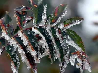 Meteoroloji’den Zirai Don Uyarısı