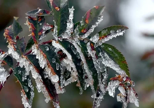 Meteoroloji’den Zirai Don Uyarısı