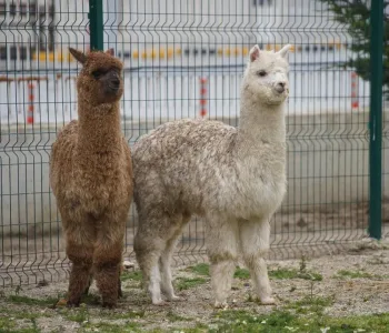 Minibüsten Alpakalar Çıktı