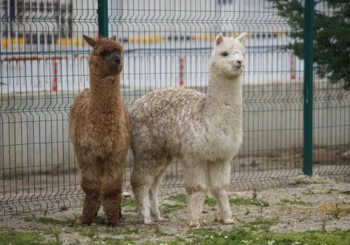 Minibüsten Alpakalar Çıktı