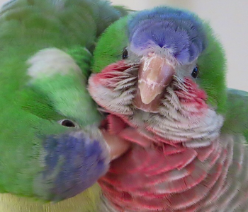 Muhabbet Kuşları Yeni Dostlukları Nasıl Kuruyor