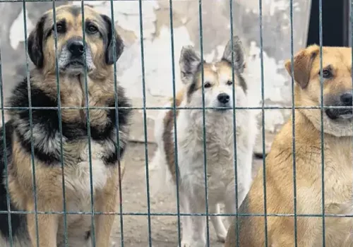 Okullar Açılmadan Sokak Köpekleri Barınaklara Alınacak