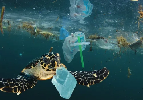 Okyanusun Derinlikleri Plastik Atıklarla Kirleniyor