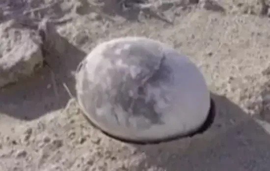 Patagonya'da 70 Milyon Yıllık Mükemmel Dinozor Yumurtası