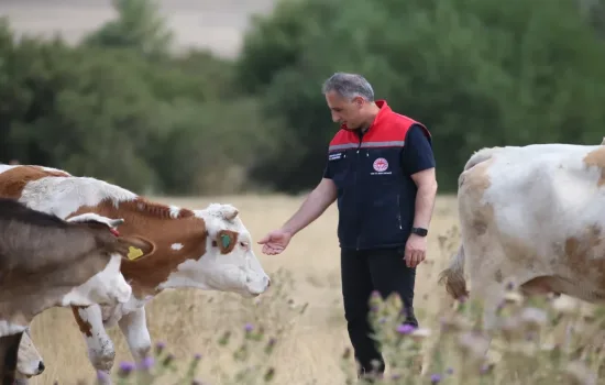 Şap Hastalığı Başarıyla Kontrol Altında