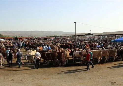 Şap Krizi Sonrası Hayvan Pazarları Kademeli Olarak Açılıyor