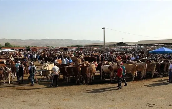 Şap Krizi Sonrası Hayvan Pazarları Kademeli Olarak Açılıyor