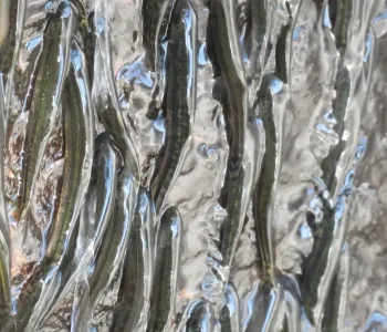 Şelale Tırmanan Balıklar