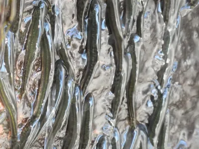 Şelale Tırmanan Balıklar