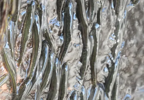 Şelale Tırmanan Balıklar