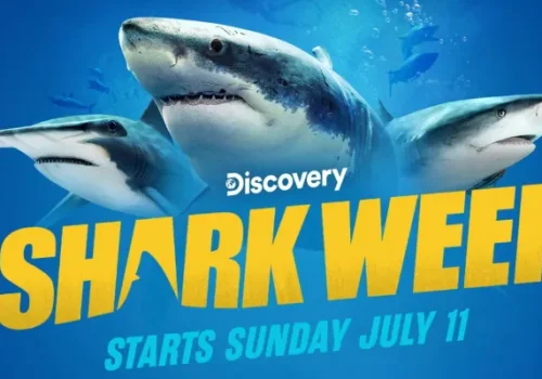 Shark Week 2025: Köpekbalıklarıyla Su Altı Dansı Başlıyor