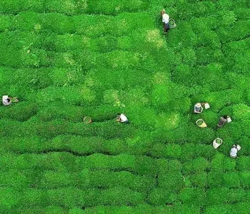 Su Verimliliği Yönetmeliğiyle ÇAYKUR’dan Büyük Adım