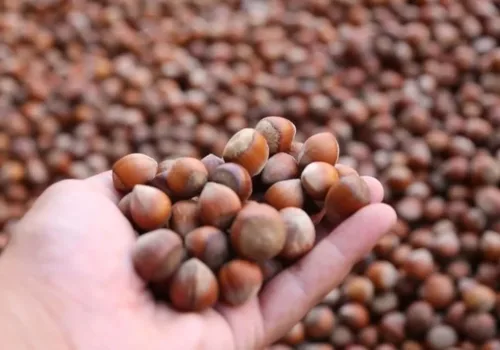 TMO, 2025-26 Sezonu İçin Fındık Fiyatlarını Belirledi