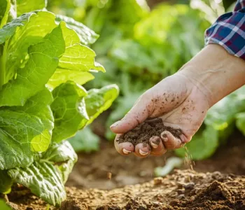 Tarım Sezonunda Yağış Rekoru