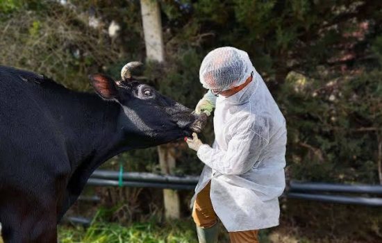 Tarım ve Hayvancılıkta Şap Hastalığı Önlemi: Hayvan Pazarları Geçici Olarak Kapatıldı