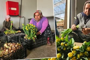 Topraksız ve Gübresiz Suda Lale Üretimi