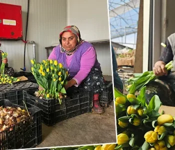 Topraksız ve Gübresiz Suda Lale Üretimi