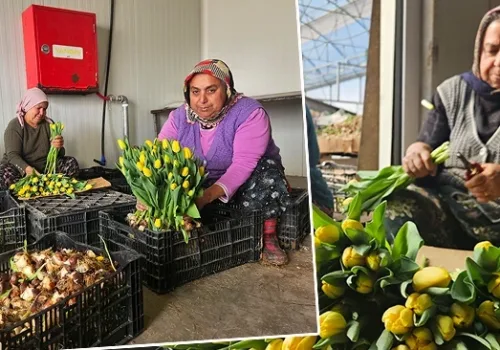 Topraksız ve Gübresiz Suda Lale Üretimi