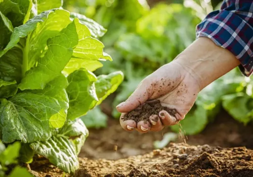 Türkiye-Çin Tarım Anlaşmaları İle İhracat Artacak