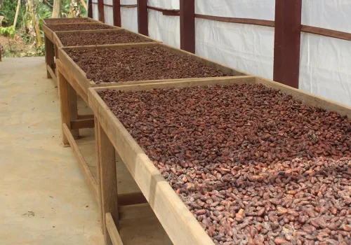 Türkiye Kakaoda Devleşiyor