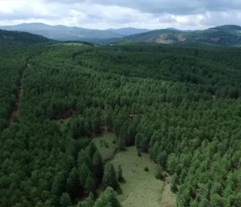 Türkiye Ormanlarını En Çok Artıran Ülke