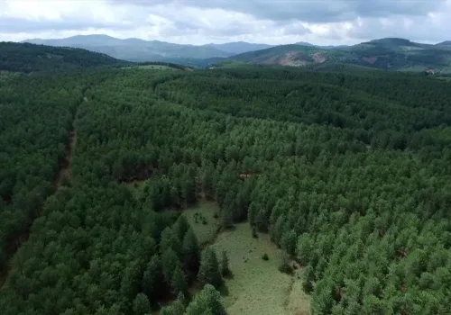 Türkiye Ormanlarını En Çok Artıran Ülke