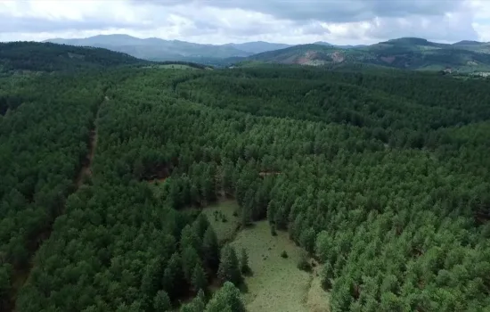 Türkiye Ormanlarını En Çok Artıran Ülke