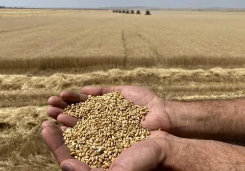 Türkiye'nin Gıda İhtiyacı Kontrol Altında