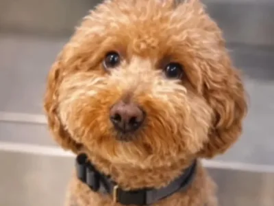 Uçağa Binmek İçin Köpeğini Havaalanında Terk Etti